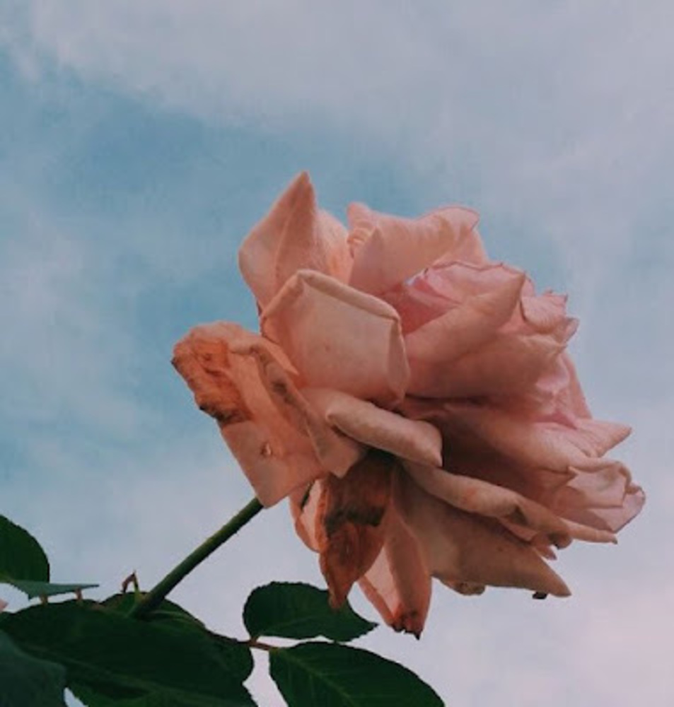 Meet your Posher, Ava